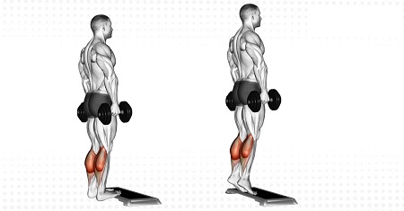 رشد عضلات و بدنسازی ساق پا یکی از سختترین بخش ها در تمرینات عضله سازی محسوب می شود. دلیل این موضوع هم این است که عضلات ساق در طول روز در حال فعالیت هستند و همین موضوع تمرین دادن آنها را دشوار می کند. شما با هر قدمی که بر میدارید در حال کار کردن روی این عضلات هستید. برخلاف چهارسر که برای حرکات پیاده روی نیز استفاده می شود، ساق پا یک گروه عضلانی بسیار کوچکتر است.