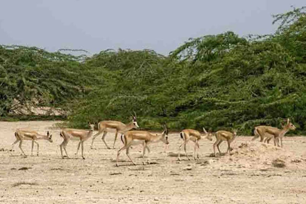 معرفی نقاط طبیعت گردی در کیش 60 بوستان آهوان