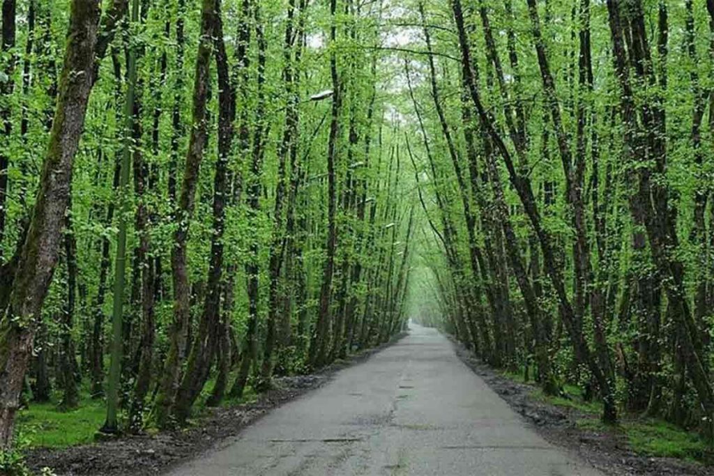 راهنمای طبیعت گردی و کمپینگ در اطراف رشت 71 روستا و پارک جنگلی صفرابسته