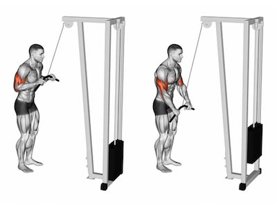 tricep cable pushdown muscl