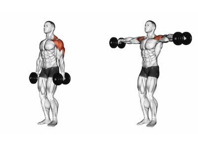 standing dumbbells lateral raise muscles worked