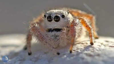 عنکبوت هیمالیا