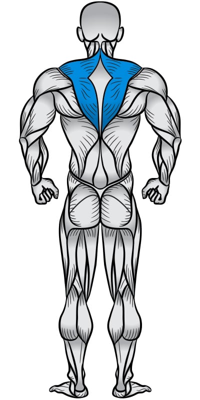 تمرین شراگ با ترپ بار: قدرت، فرم و حجم در عضله تراپز