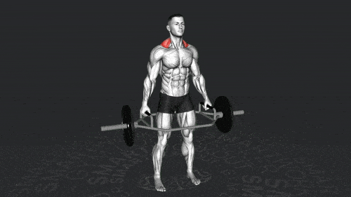 تمرین شراگ با ترپ بار: قدرت، فرم و حجم در عضله تراپز