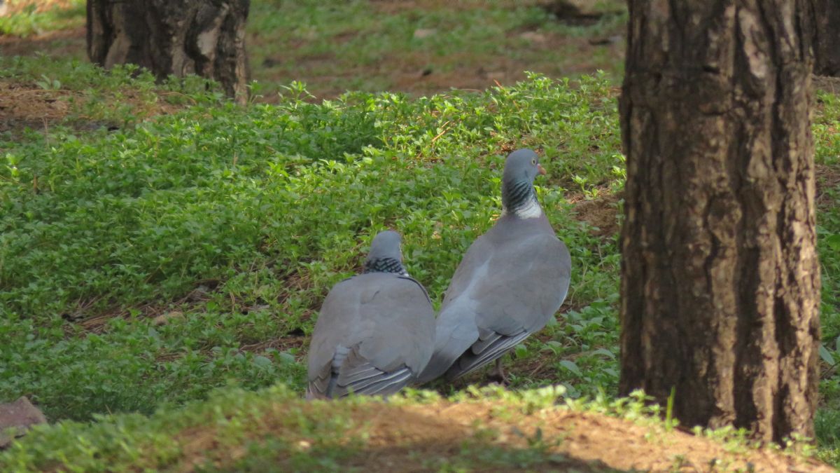 پرنده‌نگری؛ هنر دیدن طبیعت با چشمانی دقیق‌تر