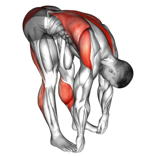 راهنمای کامل حرکت خم شدن به جلو در حالت ایستاده (Standing Forward Bend | Uttanasana)