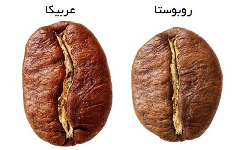 عربیکا یا روبوستا: کدام قهوه برای ورزشکاران بهتر است؟