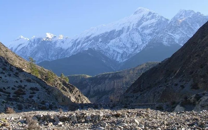 نیلگیری هیمال